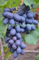 Саженцы винограда Велика