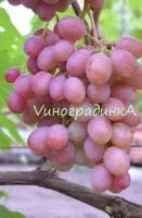 Саженцы винограда Симпатия
