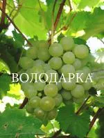 Саженцы винограда Подарок магарача