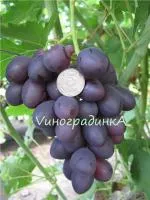 Саженцы винограда Дунав