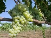 Черенки морозоустойчивого винограда кишмиш Спартанец