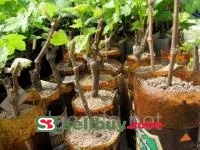 Черенки винограда Рута розовый ранний